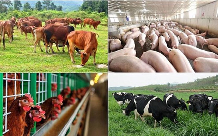 Quy định quốc tế và yêu cầu của các nước đối với xuất khẩu, nhập khẩu sản phẩm động vật